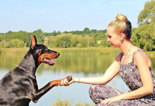 犬と握手をする女性