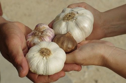 黒にんにくは精力アップに効果絶大 黒にんにくの効果とは